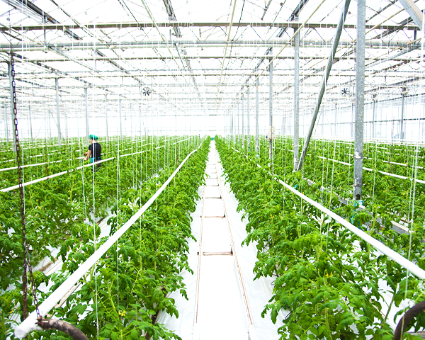 biomass-and-waste-energy-solutions-greenhouse-growers