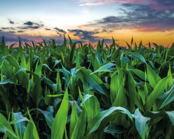 Corn cobs making hot water